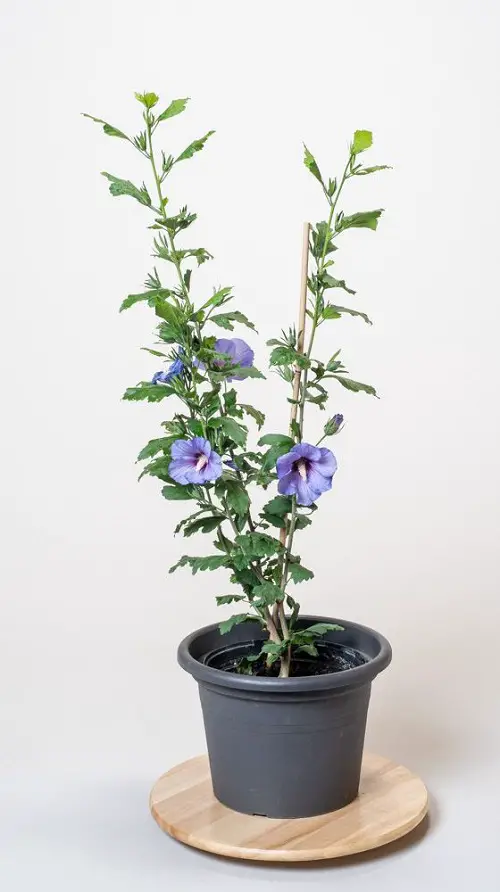 Rose of Sharon Varieties