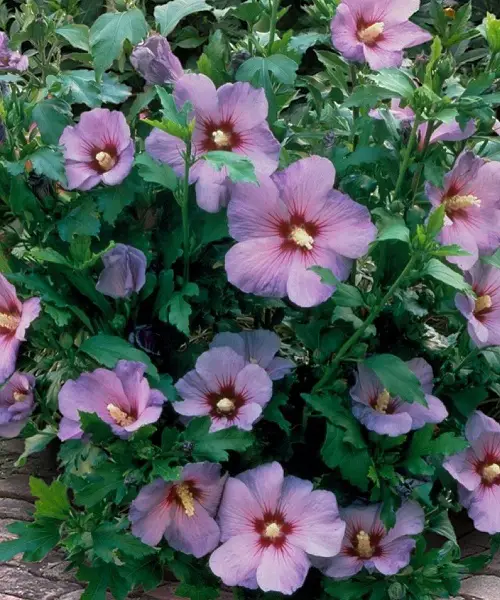 Amazing Top Rose of Sharon Types