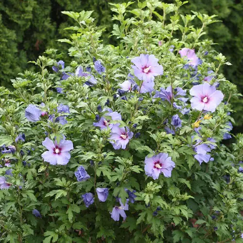 Amazing Rose of Sharon Varieties