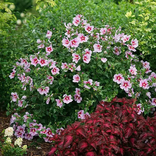 best Top Rose of Sharon Types