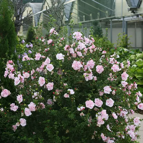 Rose of Sharon Varieties in yard