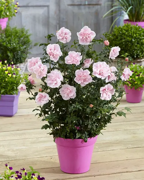 Best Rose of Sharon Varieties