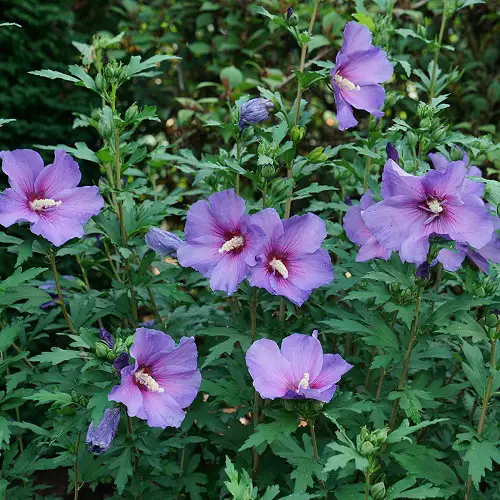 Top Rose of Sharon Types