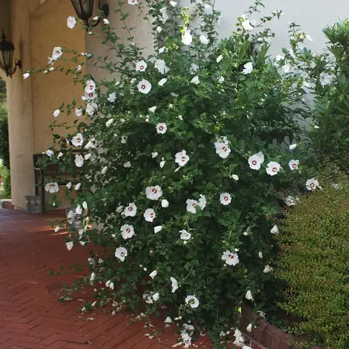 Outstanding Varieties of Rose of Sharon