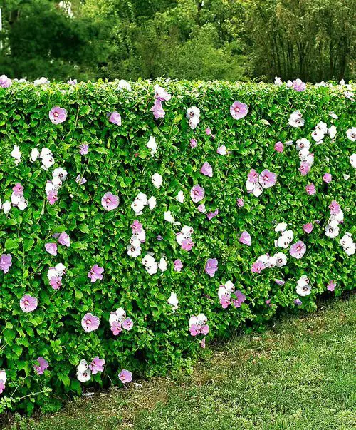 Gorgeous Hedging Plants
