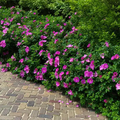 Plants for Hedging
