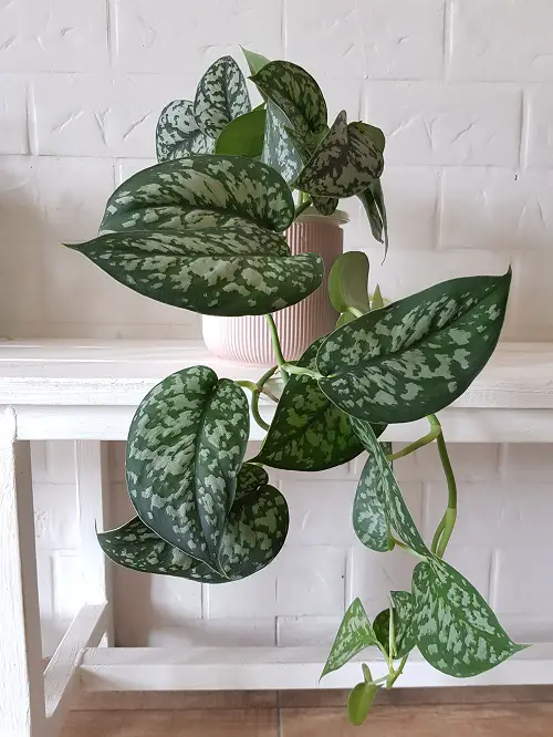 Satin Pothos Care