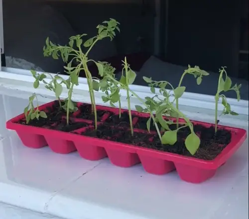 Start Seeds in Old Ice Trays