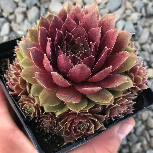 top Gorgeousest Roseum Succulents for Gardening