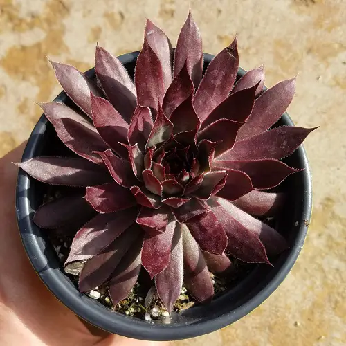 top Roseum succulents that are the most beautiful to grow