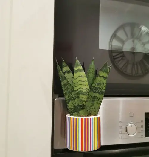 top Indoor Plants That Can Be Grown Above a Fridge