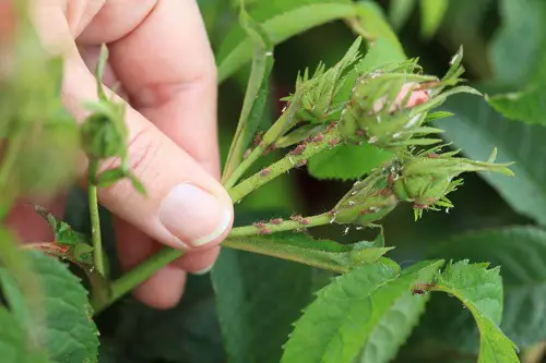 Snip Away the Affected Shoots and Leaves