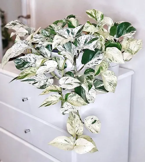 beautiful pothos varieties to grow