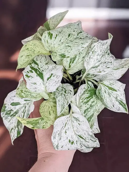 Snow Queen Pothos Care