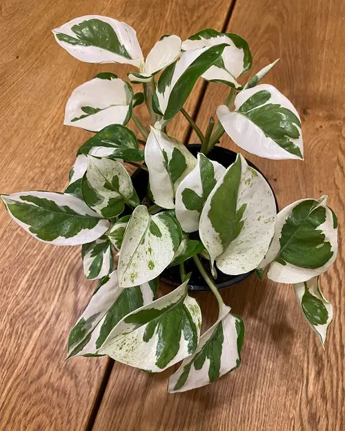 top Which Plants Like Coffee Grounds