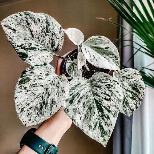 Requirements for Growing Snow Queen Pothos