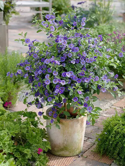 Top Vines with Purple Blossoms in garden