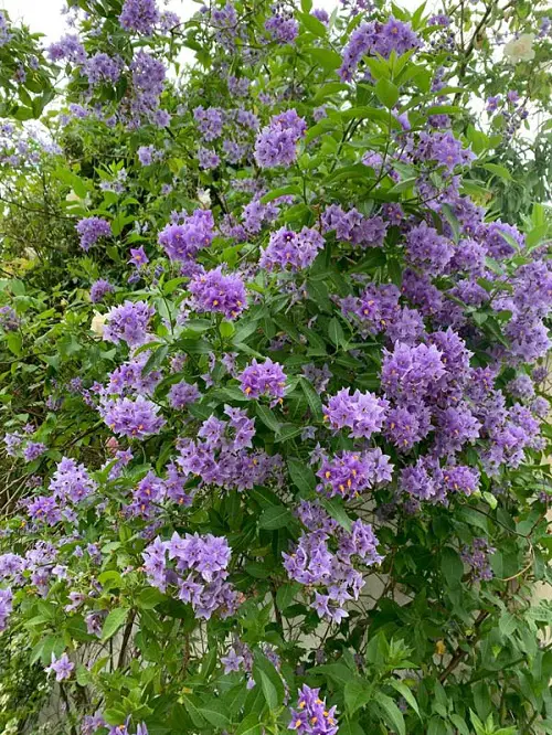 Vines with Purple Blossoms