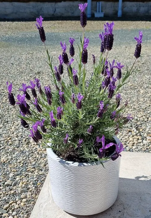 Types of Lavender in white pot