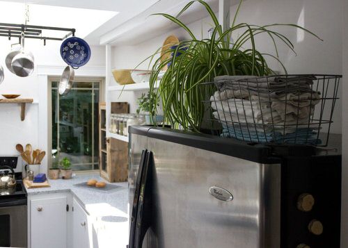 Houseplants You Can Raise Above a Refrigerator