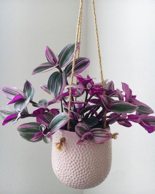 Top Houseplants for Basket Hangings