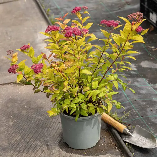 top Gorgeous Indoor Japanese Plants