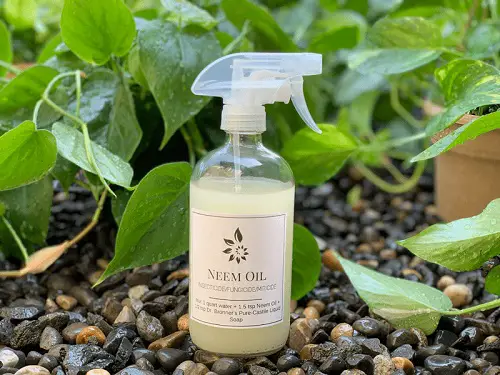 Neem Oil Fungicide