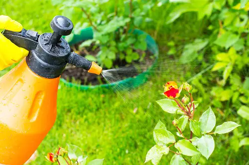 neem oil Get Rid of Aphids on Roses