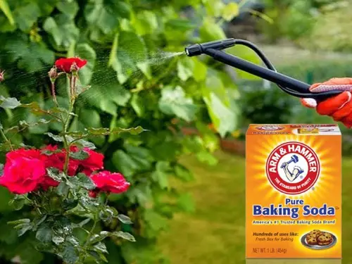 Baking soda Get Rid of Aphids on Roses