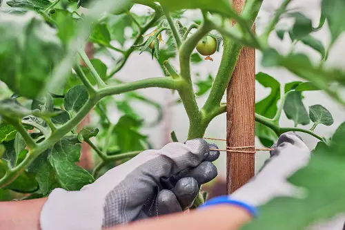Gardening Hacks for Spectacular Harvest