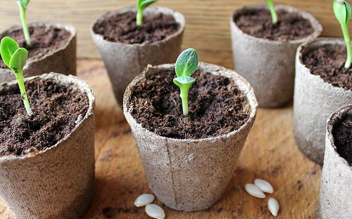 Start Seeds in Biodegradable Pots