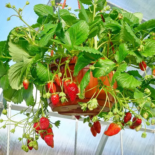 Top Best Berries to Grow in Hanging Baskets