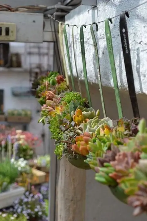 Succulents in Soup Ladles