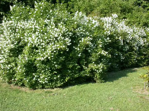 top lovely Hedging Plants