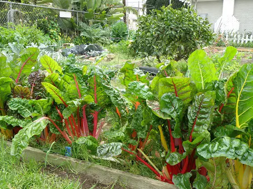 Best Beets Companion Plants Swiss Chard