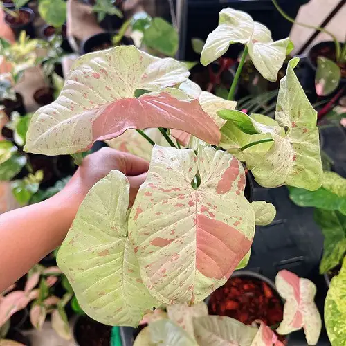 amazing Top Pink Syngonium Types