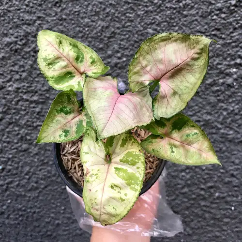 Superior Types of Pink Syngonium