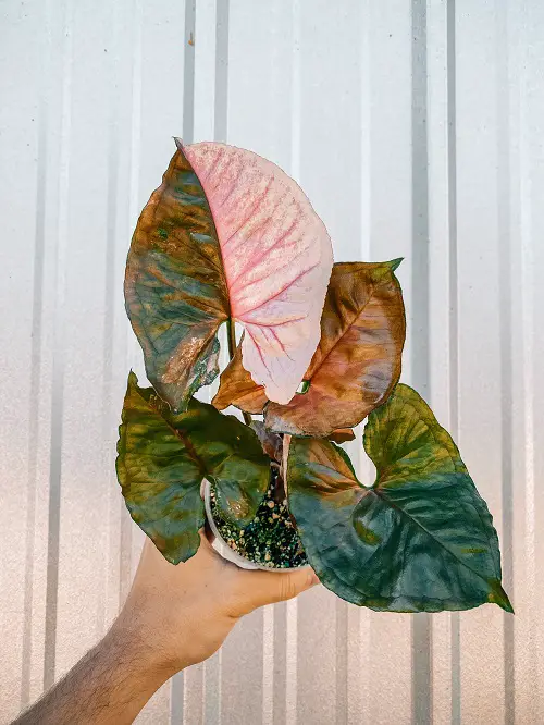 top Best Pink Syngonium Varieties