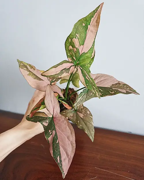 pink syngonium varieties indoor