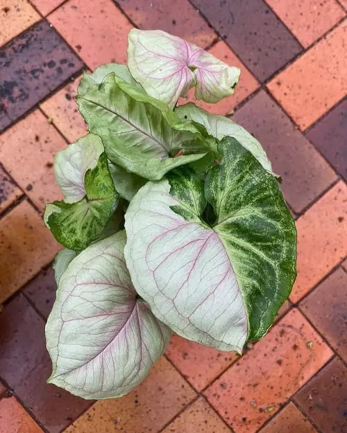 Pink Syngonium Varieties