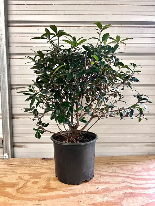 best Lovely Indoor Japanese Plants