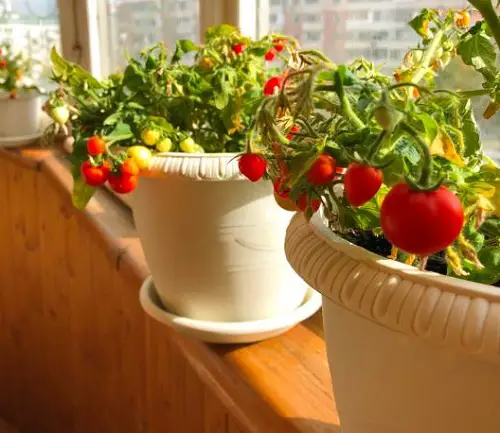 South Window Facing Vegetables