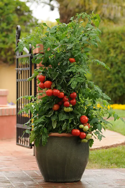 Most Used Pot Friendly Vegetables Fruits and Herbs