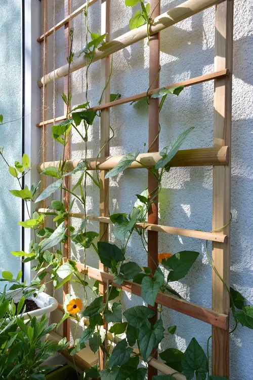 Wooden Mesh for Vegetable Vines