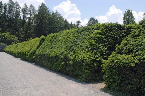 Amazing lovely Hedging Plants