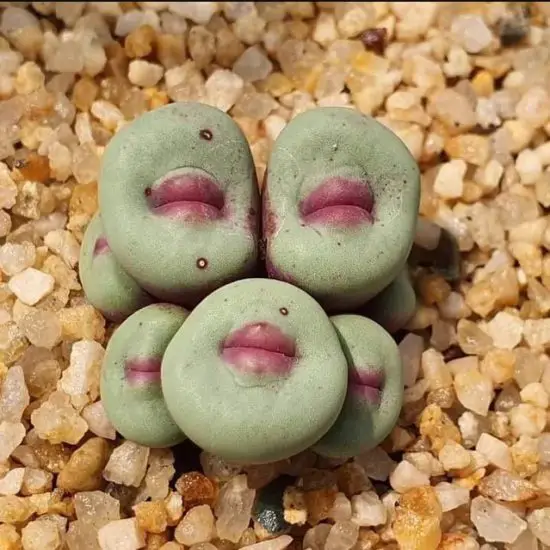 Conophytum Pageae Care