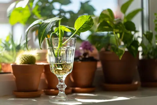 Use Wine Glasses to Propagate Cuttings