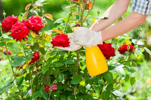 Use Insecticidal Soap for a Pest-Free Rose Bush