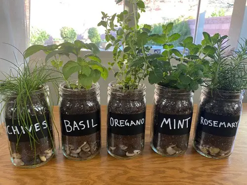 Grow Herbs and Houseplants in Mason Jars