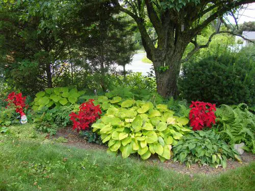 Use Other Plants as Protective Shield